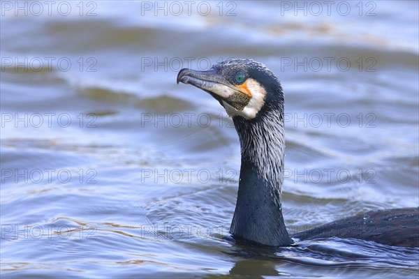 Great cormorant