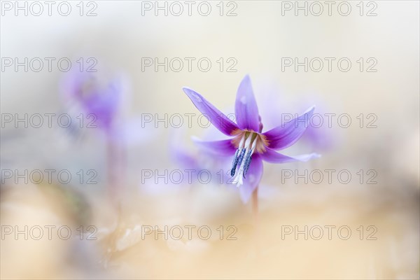 Flowering dog's tooth violet