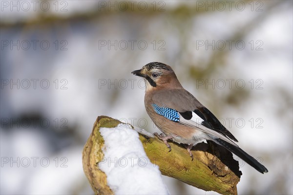 Eurasian jay