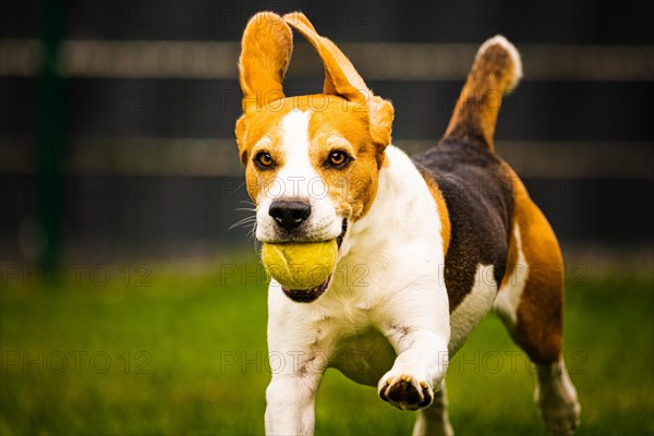 Beagle dog fun in backyard