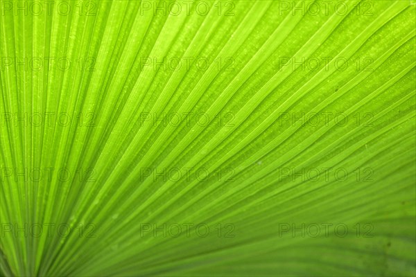 Detail of a palm leaf