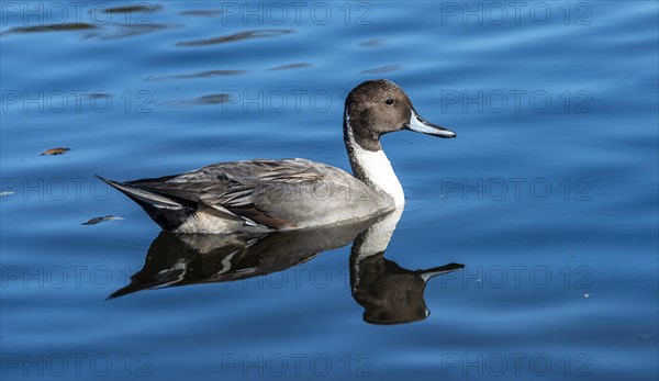 Pintail