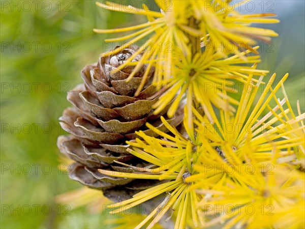 European larch