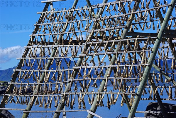 Cod is hung on racks to dry