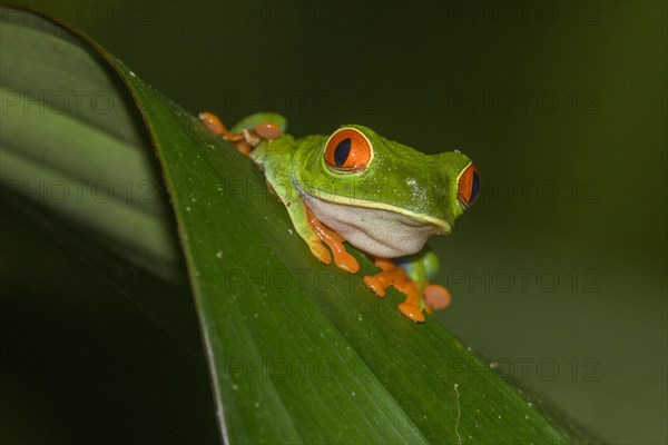 Red-eyed tree frog