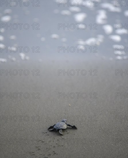 Newly hatched olive ridley sea turtle