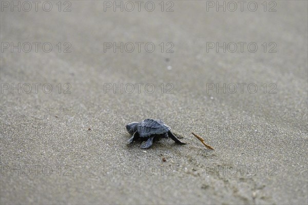 Newly hatched olive ridley sea turtle