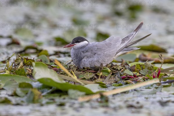 White-bearded Tern