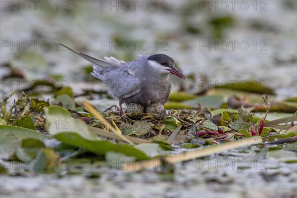 White-bearded Tern