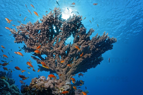 Agropora Table Coral