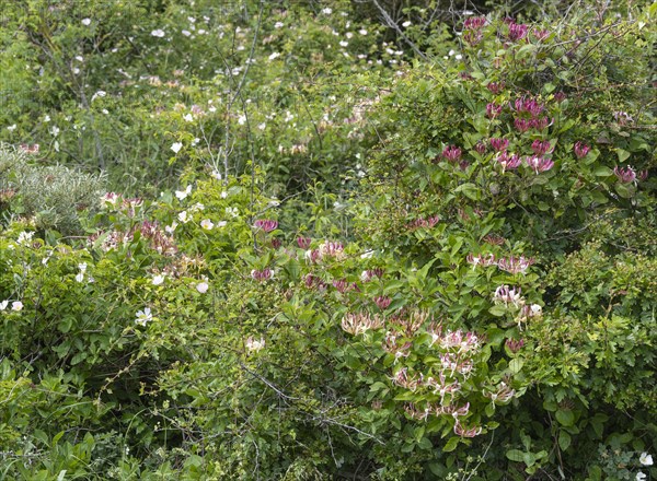 Flowering forest honeysuckle