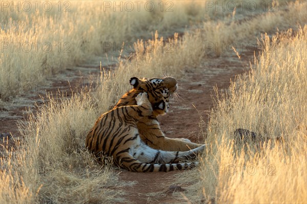 Bengal tiger