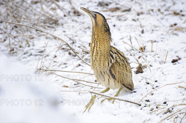 Eurasian bittern