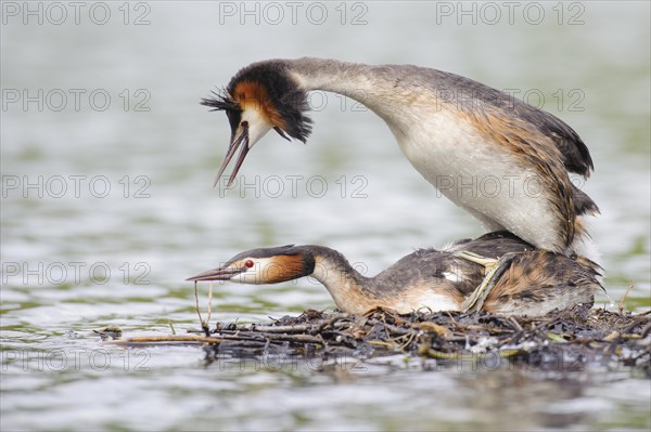 Great crested grebe