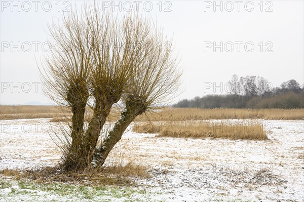 Pollarded willows in a wintry landscape at Duemmer