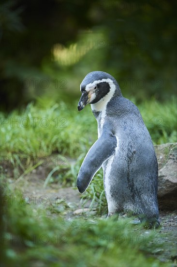 Humboldt penguin