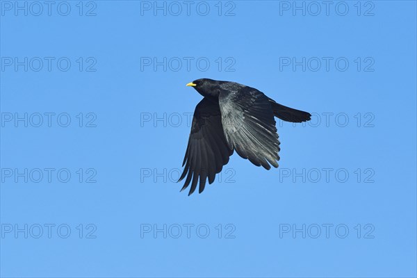 Yellow-billed chough