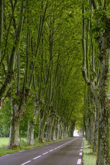 Avenue of plane trees