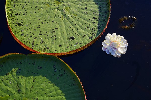 Amazon water lily