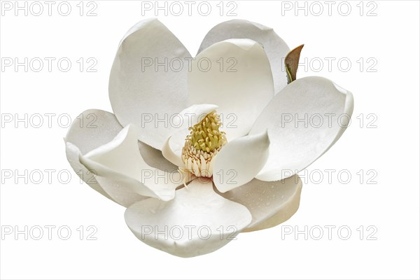 Southern magnolia