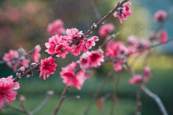 Bee on cherry blossom