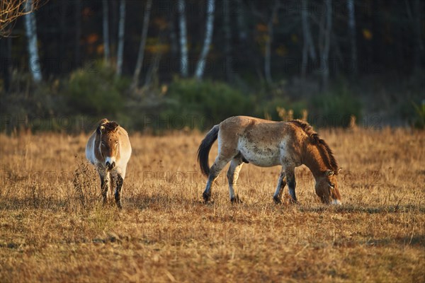 Przewalski's horse