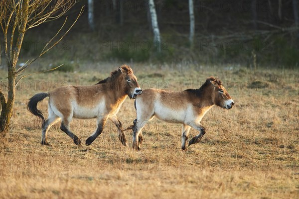 Przewalski's horse