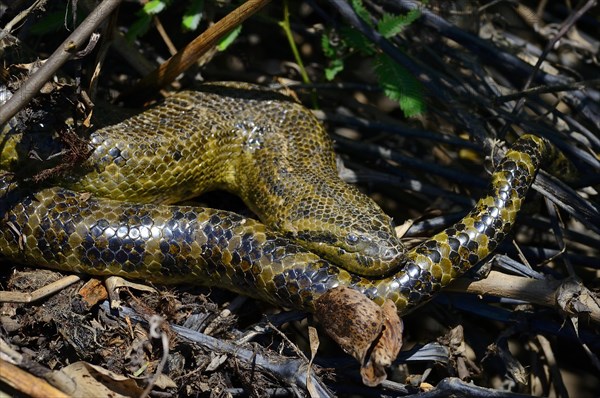 Yellow anaconda