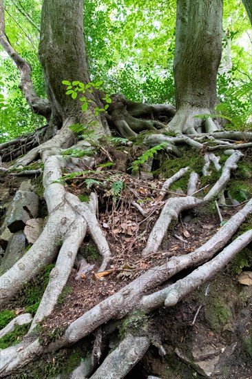 Beech roots reach into the soil