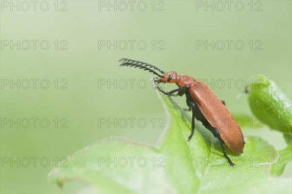 Red-headed cardinal beetle