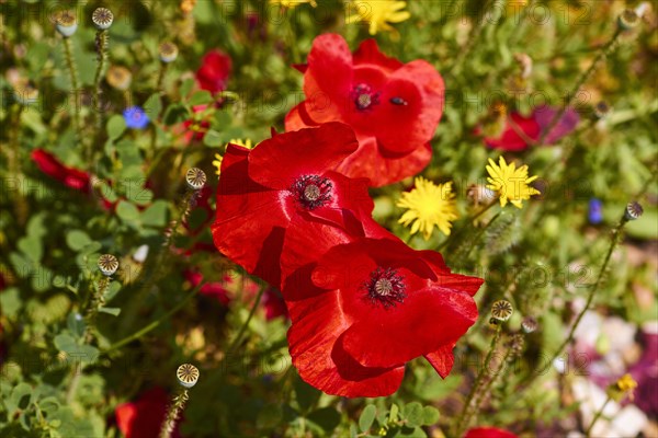 Spring in Crete