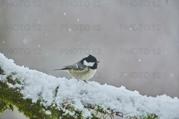 Coal tit