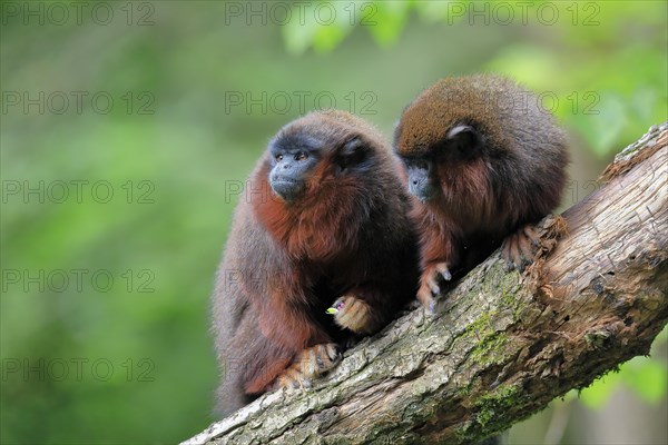 Red red-bellied titi