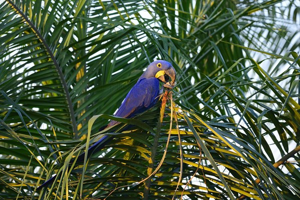 Hyacinth macaw