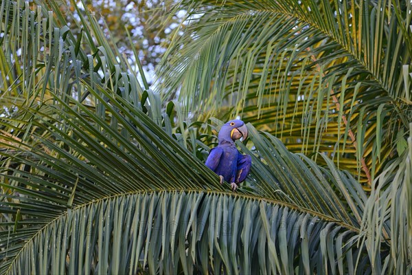 Hyacinth macaw