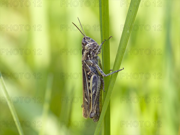 Common field grasshopper