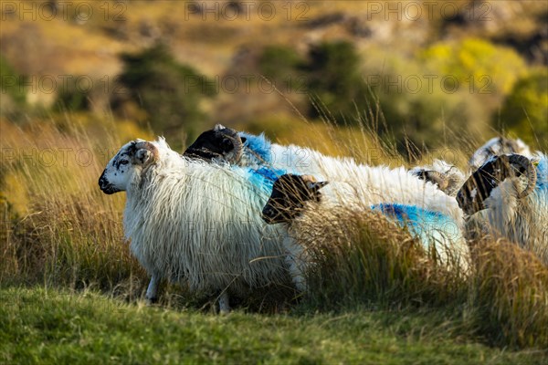 Domestic sheep