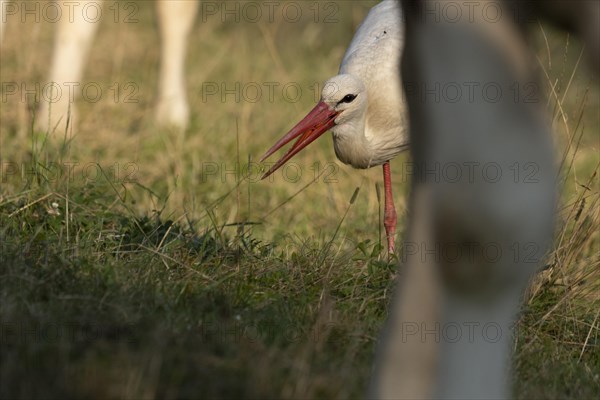 White stork