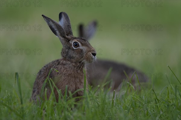European hare