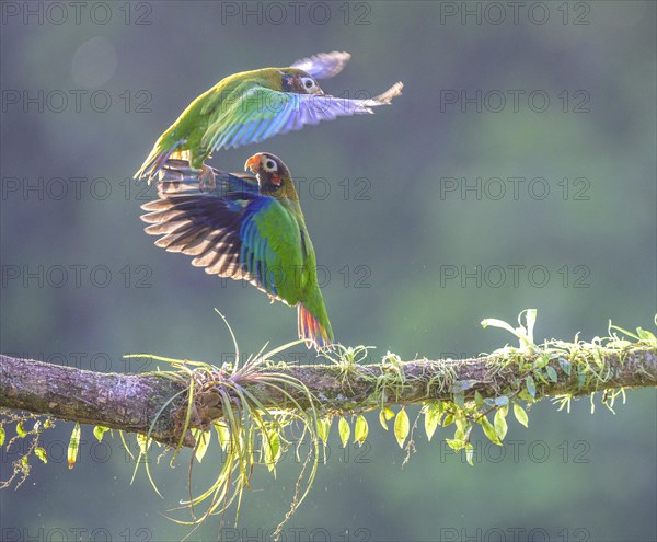 Brown-hooded parrots