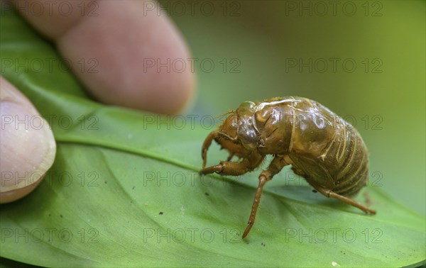 Cycad larva