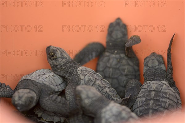 Newly hatched olive ridley sea turtle