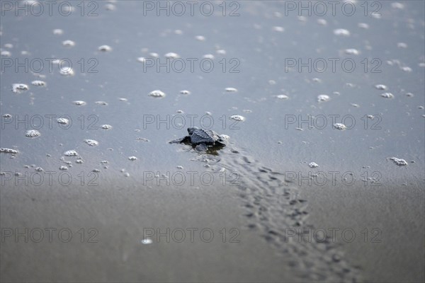 Newly hatched olive ridley sea turtle