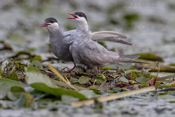 Two White-bearded Terns