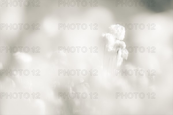 Cottongrass