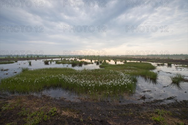 Bog landscape with common cottongrass