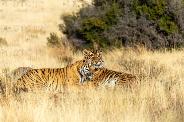 Bengal tiger