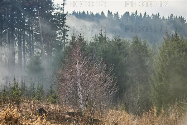 Fog flying over a young Norway spruce