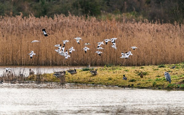 Pied Avocets and Eurasian Wigeons in a flight over Marshland