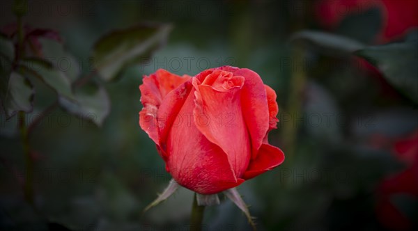 Shrub rose